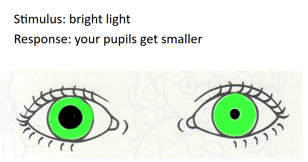 pH&#x2F;homeostasis.png